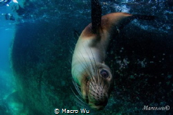 Curious baby sea lion by Macro Wu 